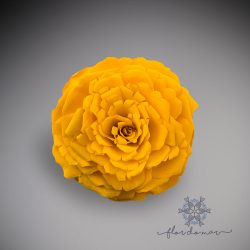 Rosa Escama GG Amarela